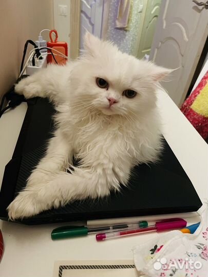 Персидский котик на вязку