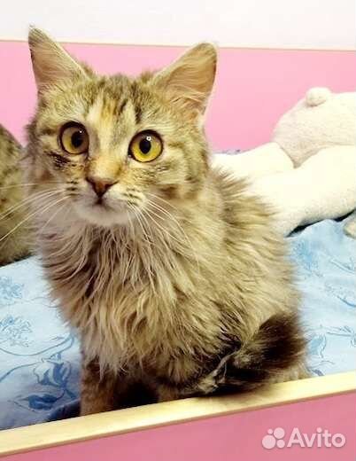 Кошка котенок пучеглазка