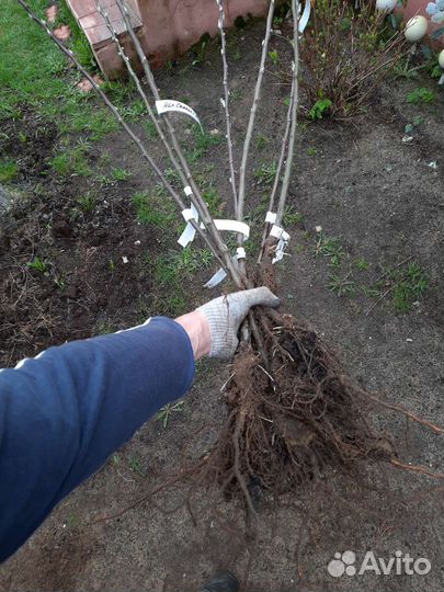 Яблоня Вильямс Прайд саженцы