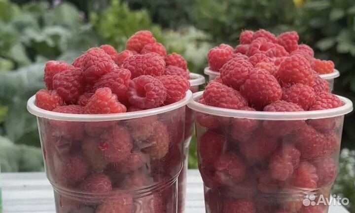 Малина ягода