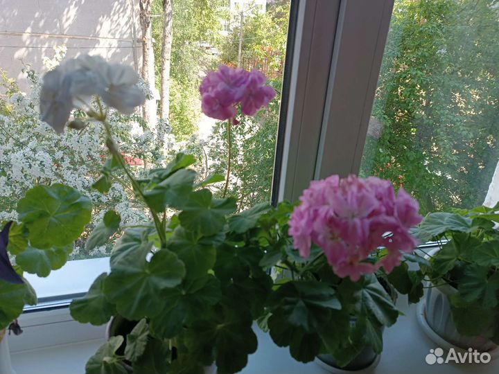 Герань пеларгония белая