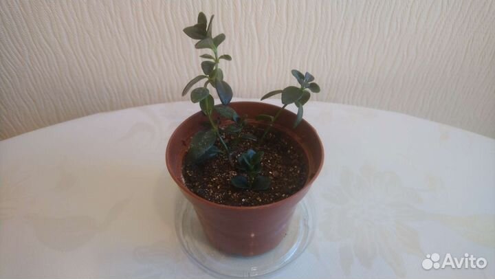 Гипоцирта. Комнатные растения, цветы