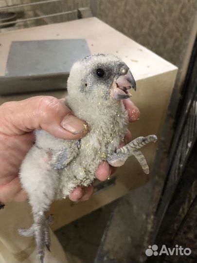 Крупные и средние попугаи разных видов. Питомник