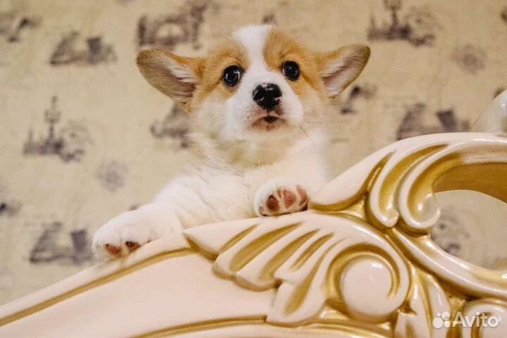 Милейшие и дружелюбные Вельш-корги Пемброк