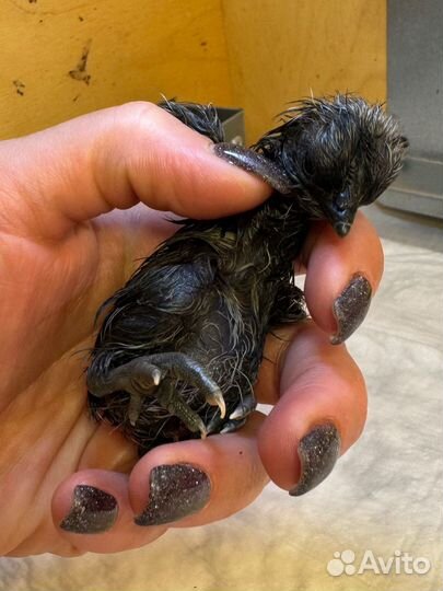 Инкубационное яйцо ухейилюй