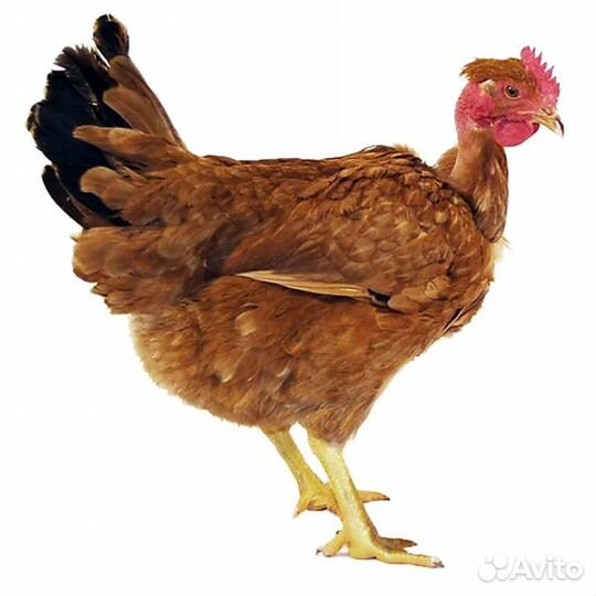 Инкубационное яйцо бройлеров