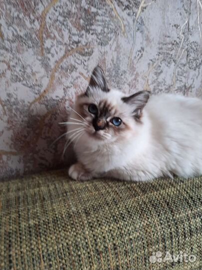 Котенок редкой породы