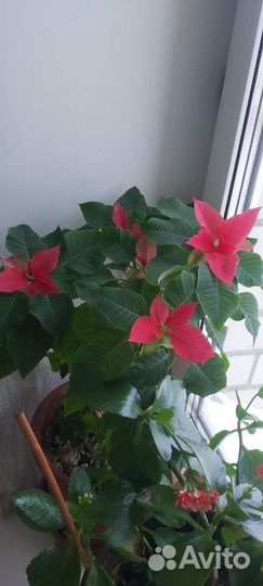 Пуансеттия