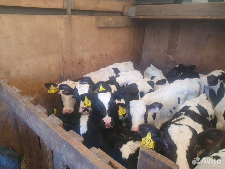 Телята бычки на откорм бесплатная доставка