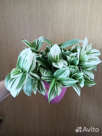 Традесканции в горшках