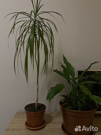 Комнатные цветы