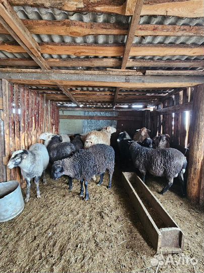 Овцы бараны