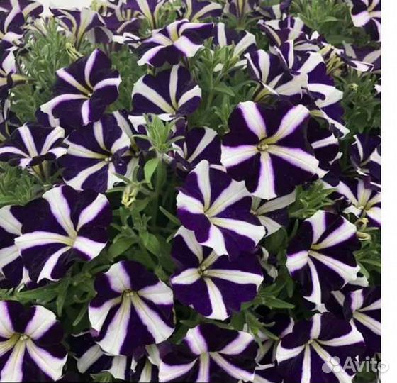 Вегетативная петуния