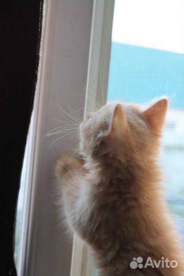 Милые котята