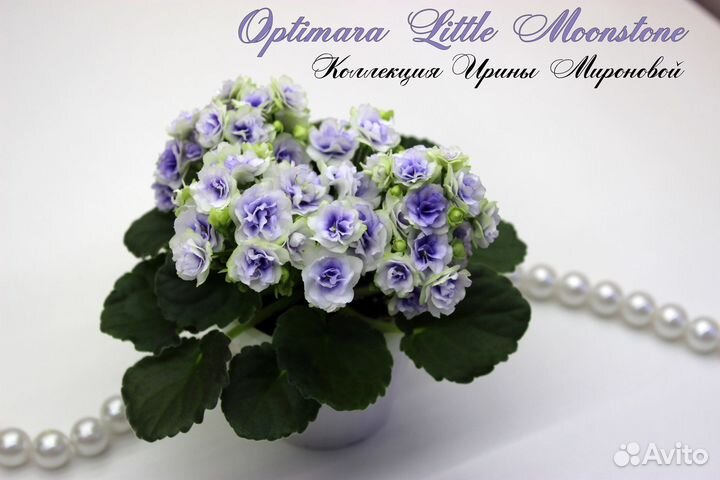 Детки фиалок мини/полумини