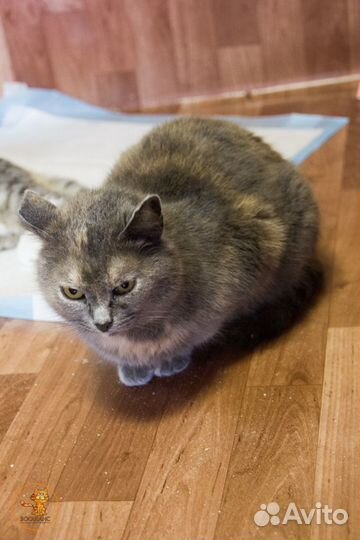 Милая Мила в поиске дома