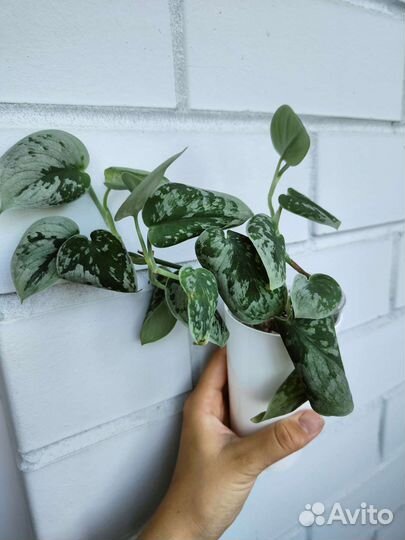 Сциндапсус (эпипремнум) пиктус