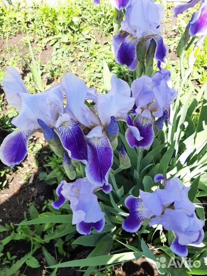 Ирисы