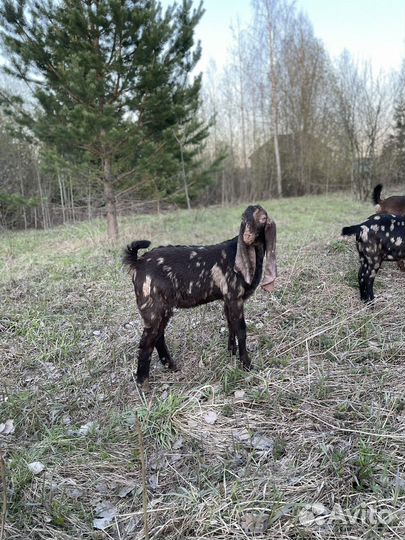 Козлик камори