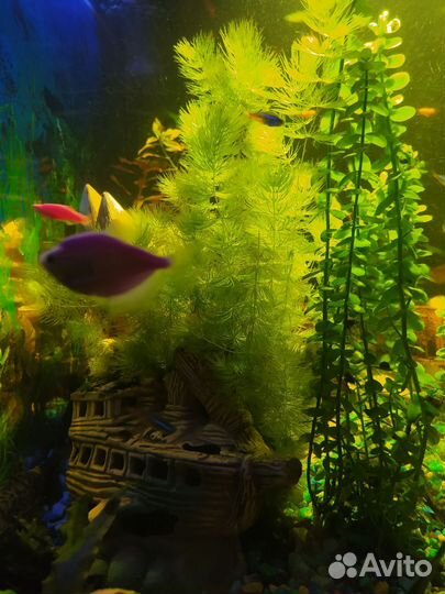 Аквариумные водоросли