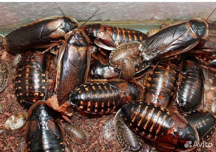 Кормовые насекомые