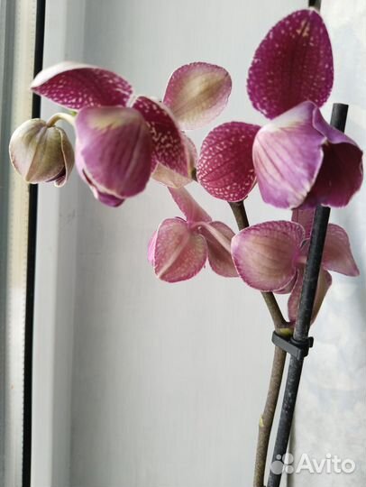 Орхидея фаленопсис пелорик
