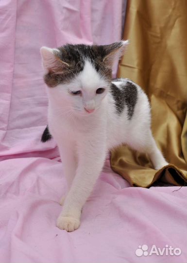 Малыш Симба