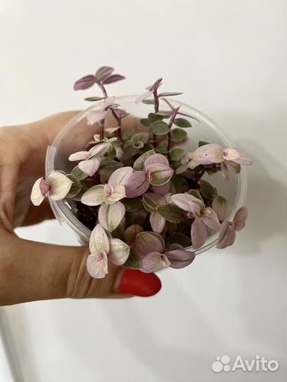 Каллизия Розовая Пантера