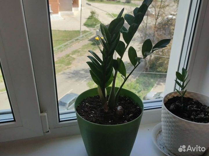 Замиокулькас и фикус