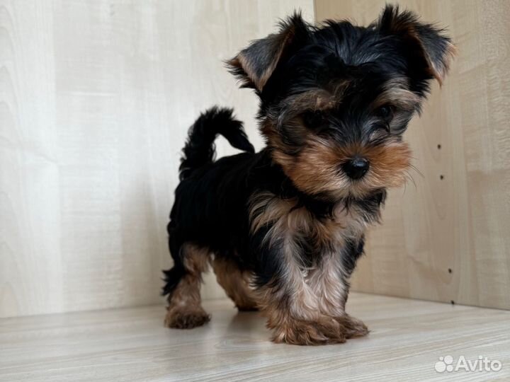 Йоркширский терьер