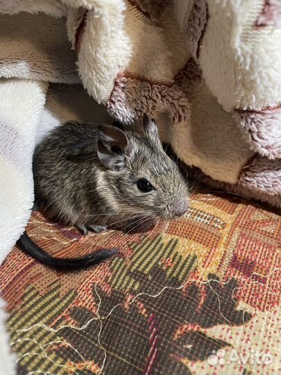 Белки дегу(детеныши)