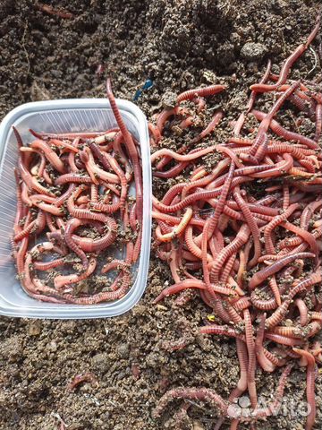 Червь навозный