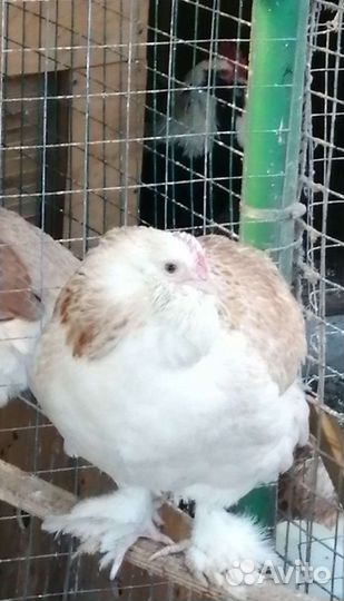 Фавероль лососевая инкубационное яйцо