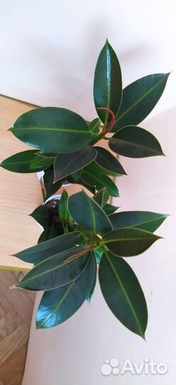 Фикус найроби