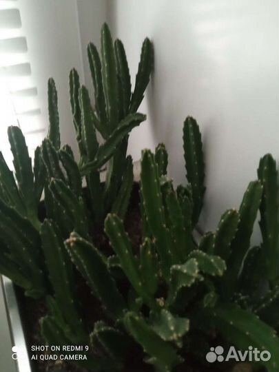 Цветы и рассада