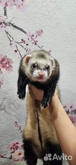 Хорек вязка