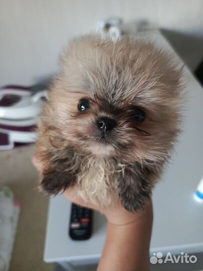 Щенки померанского шпица