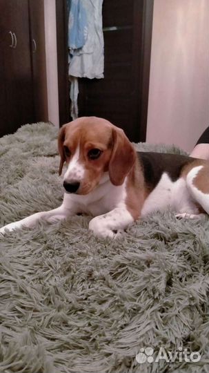 Бигль вязка