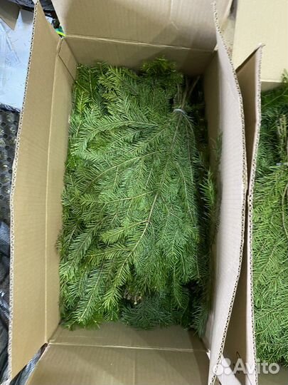 Для бани веники Пихтовые