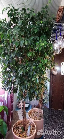 Продам Бенджамина фикус