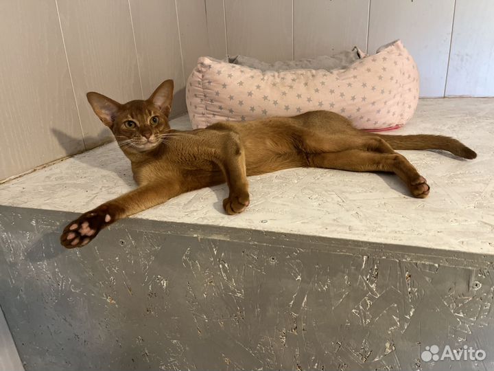 Молодой котик