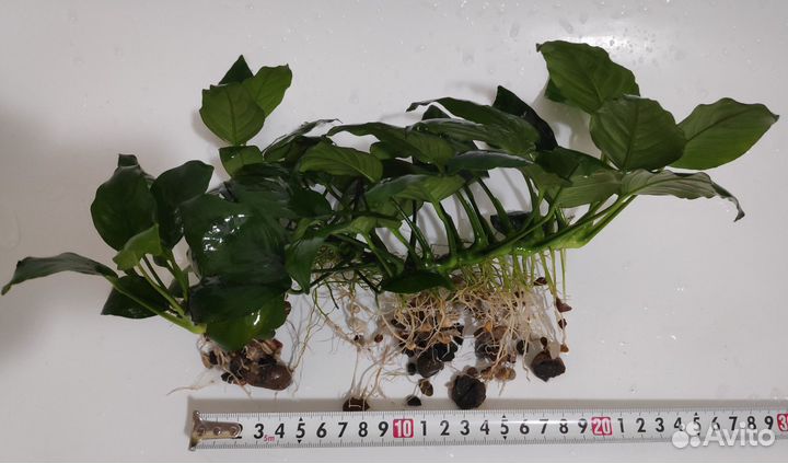 Анубиас Бартера и Хемиантус Микрантемоидес