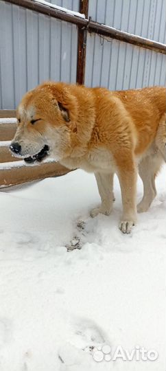 Вязка сао алабай