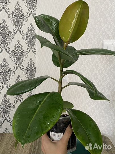 Фикус эластика робуста