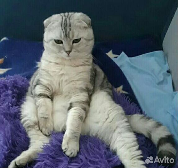 Веслоухий шотландский скоттиш-фолд на вязку