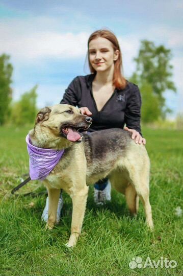 Собаки бесплатно в добрые руки