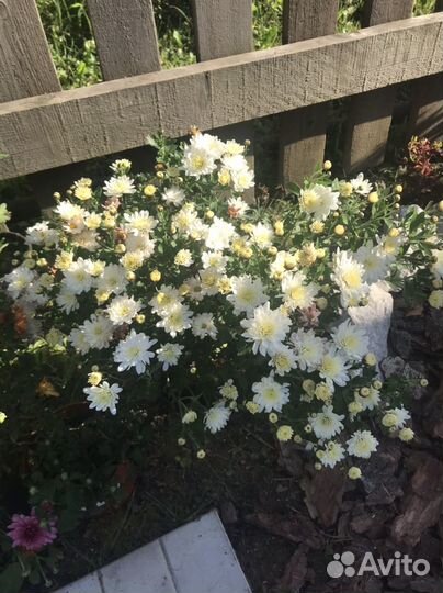 Хризантемы мультифлоры