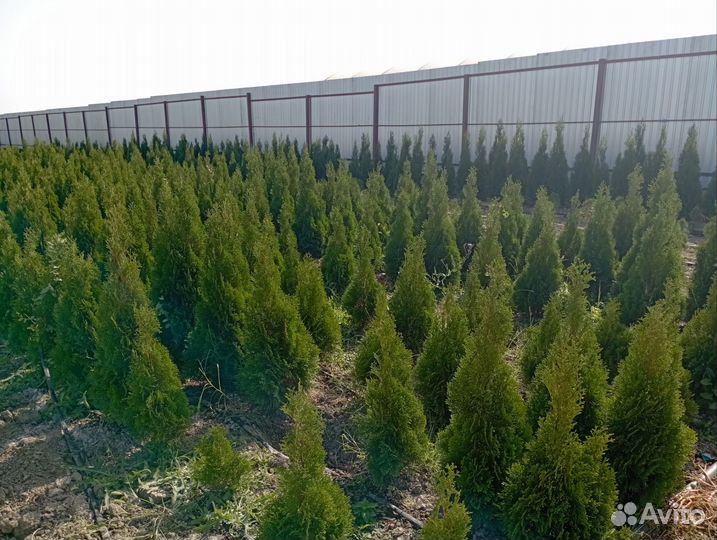 Туя смарагд