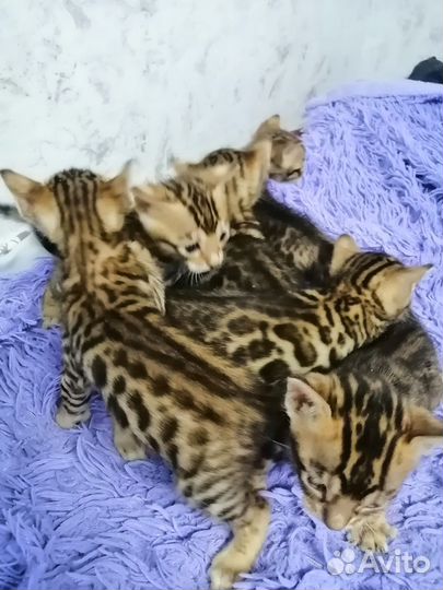 Бенгальская