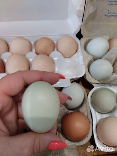 Инк.яйцо Виандот золото,Брама Изабелла,смесь пород